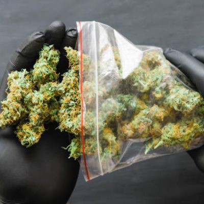 Cannabis