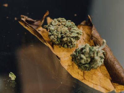 Marijuana